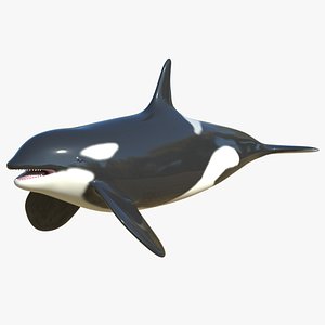 killer whale orca 3D model
