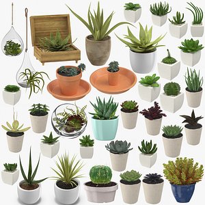 succulents 03 - 36 3D