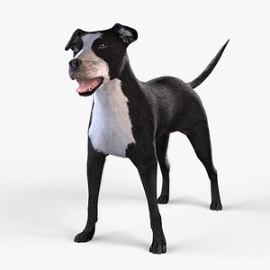 Dog Rigged