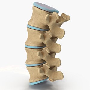 lumbar spinal column 3D model