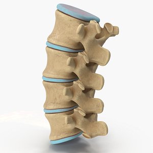 Lumbar Spinal Column Bone