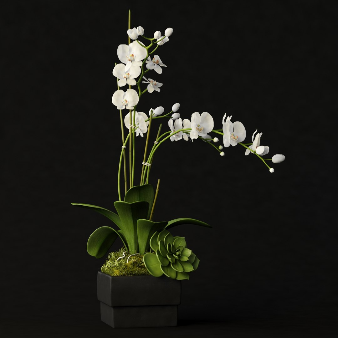 3d model of orchid