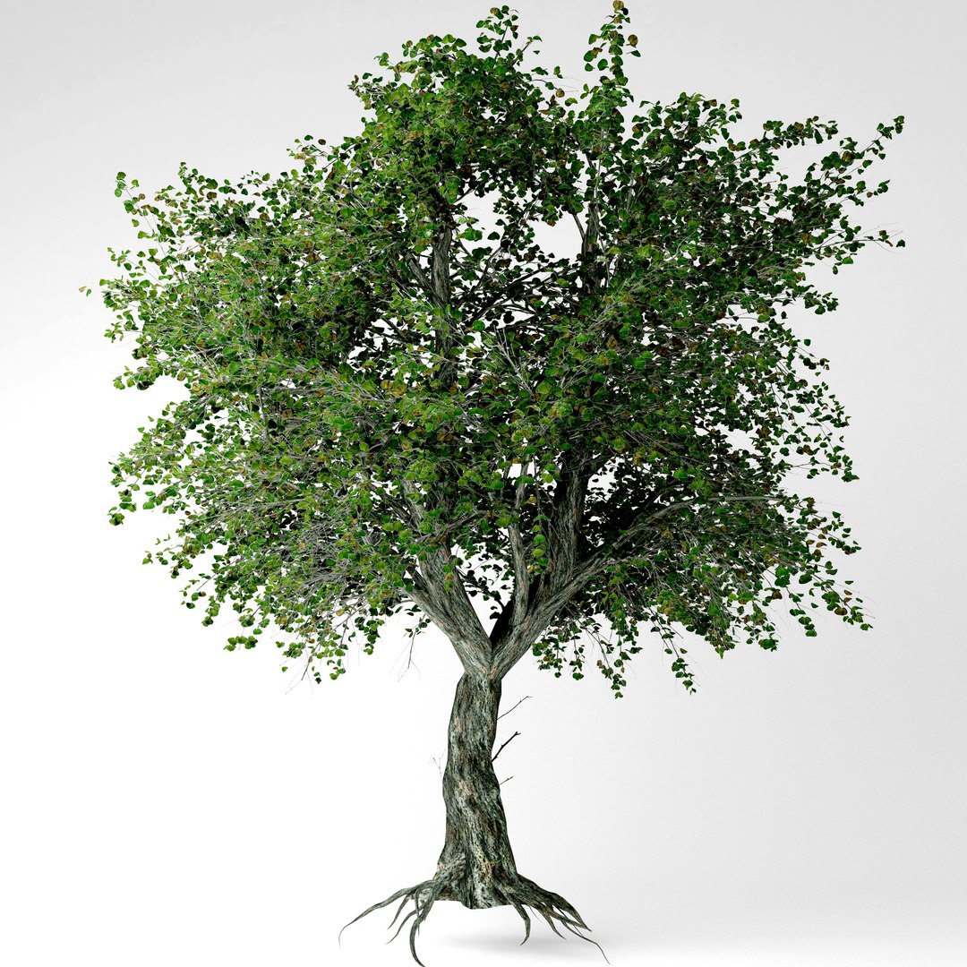 Katsura Tree 3D Model - TurboSquid 1534775