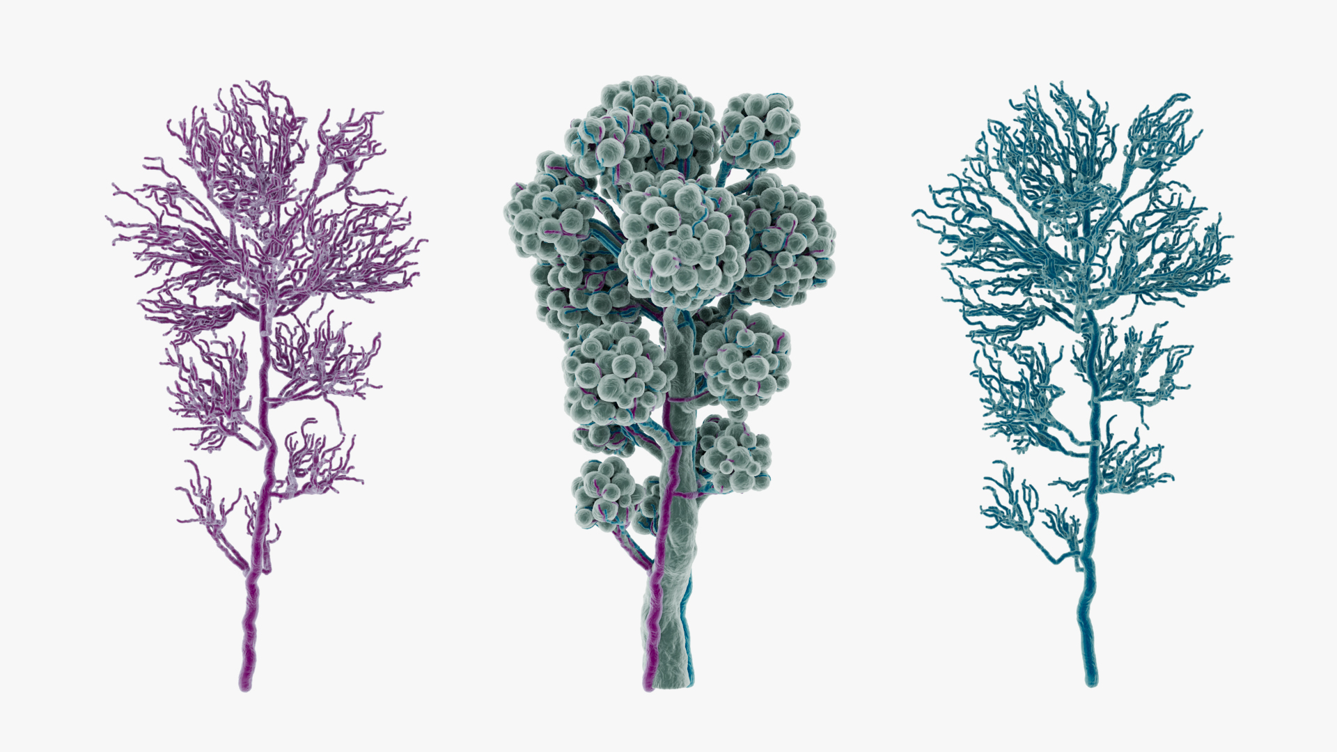 3D Model Alveoli Capillaries - TurboSquid 2238831