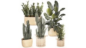 Zamioculcas Strelitzia Banana Palm Cactus Basket set decor 3D model