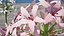 Modelli 3D di fiori a candelabro