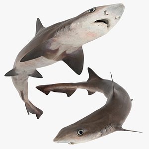 Rigged dogShark 3D model