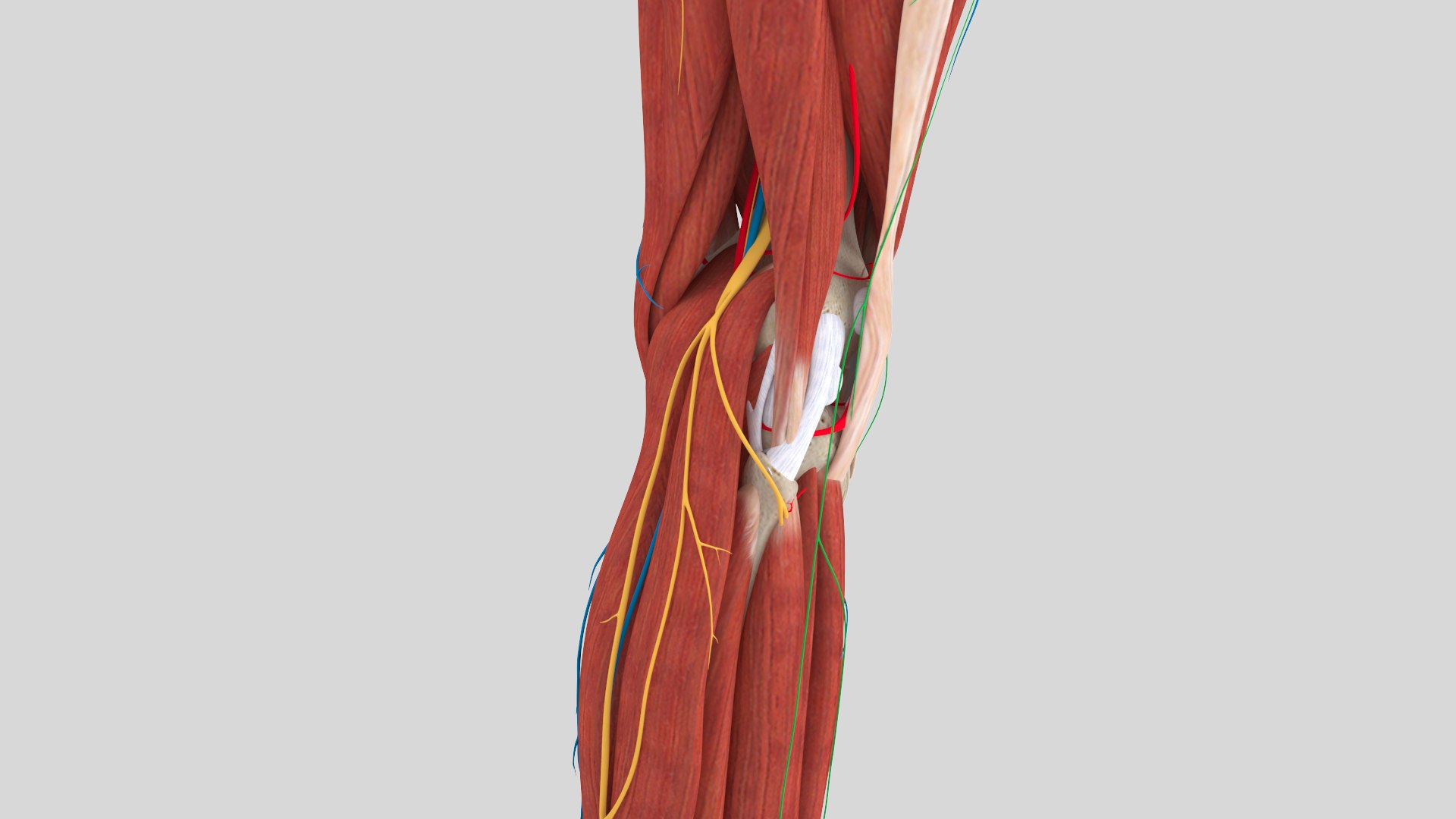 Complete Anatomy Lower Leg Model - TurboSquid 1438790