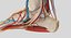 Anatomia completa della parte inferiore della gamba
