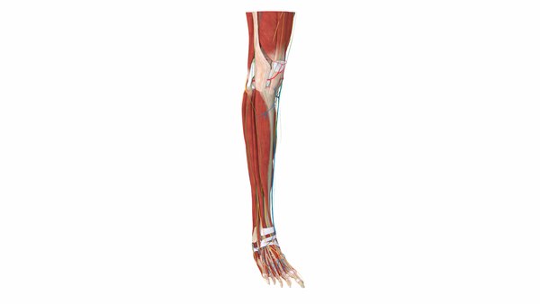 Complete anatomy lower leg model - TurboSquid 1438790