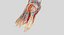 Anatomia completa della parte inferiore della gamba