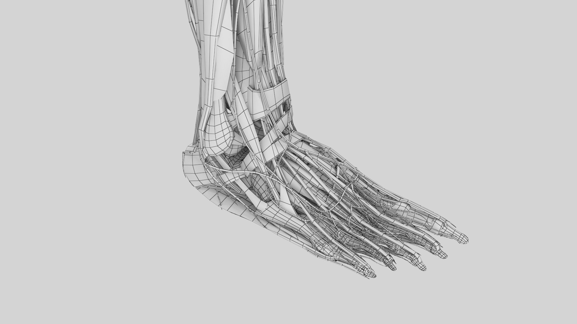 complete anatomy lower leg model https://p.turbosquid.com/ts-thumb/KQ/RLTAtx/aDWzWk2s/calf20/jpg/1566327345/1920x1080/fit_q87/09189fd08ccc17bce88c65a253255698059da44f/calf20.jpg
