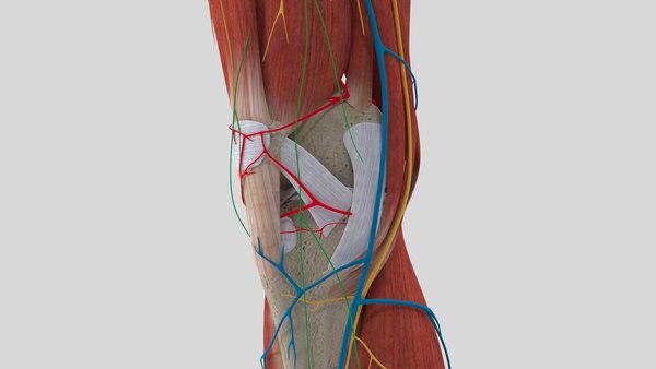 Complete anatomy lower leg model - TurboSquid 1438790