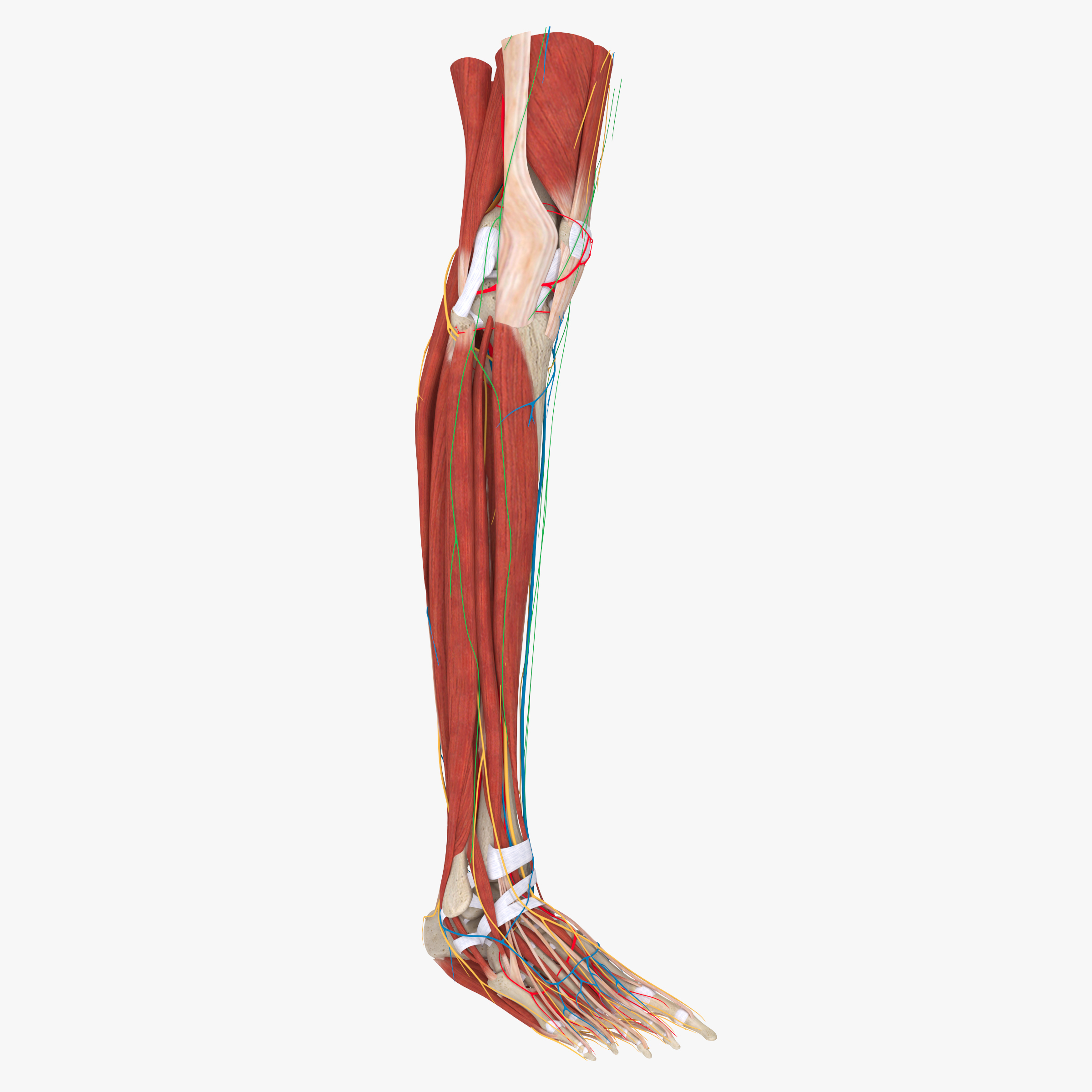 Complete anatomy lower leg model TurboSquid 1438790