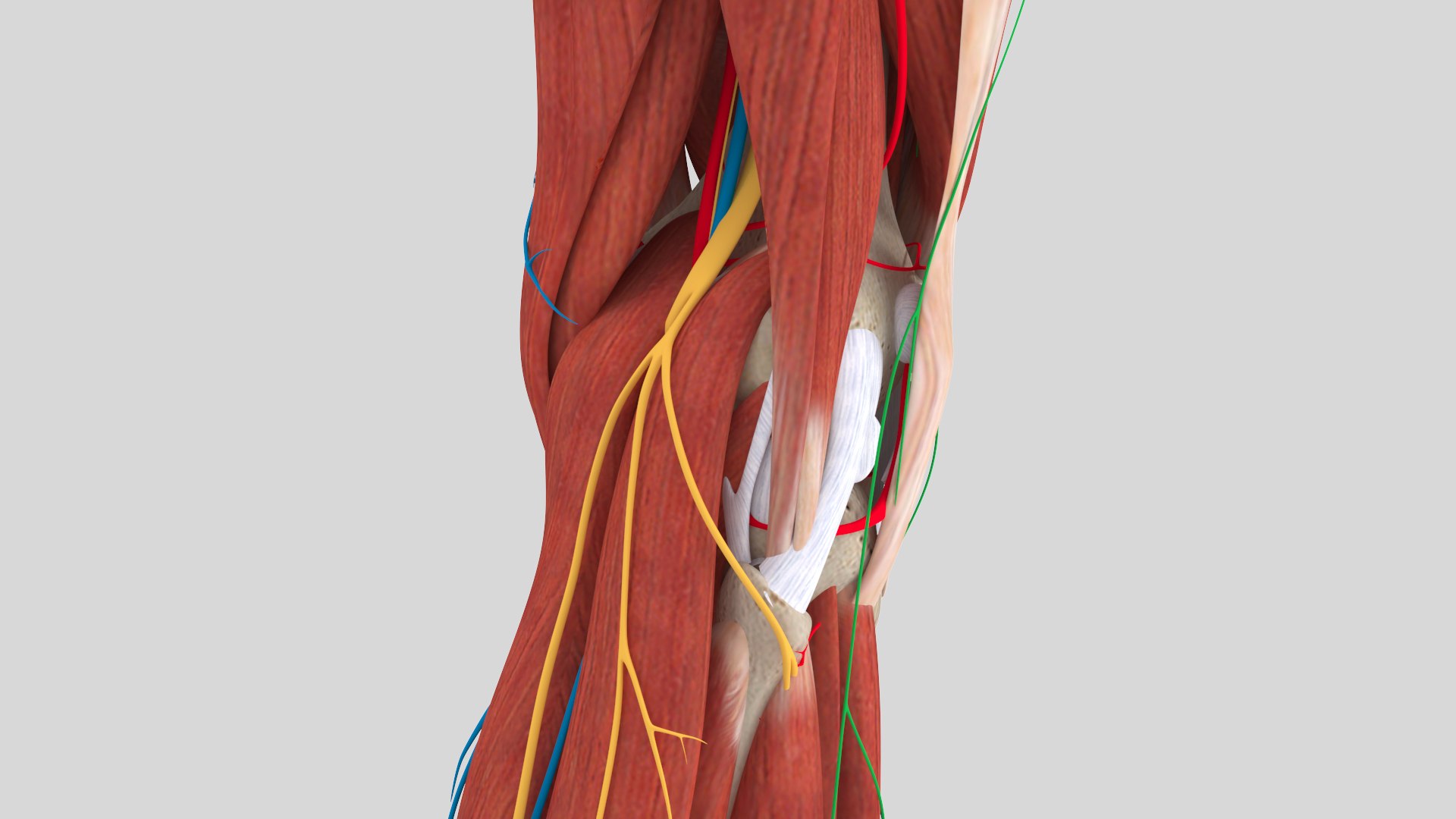 Complete Anatomy Lower Leg Model - TurboSquid 1438790