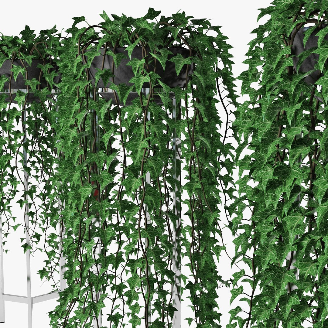 Ivy Pot 3D Model - TurboSquid 1577501