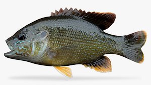 green sunfish 3D model