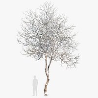 Winter Dogwood tree