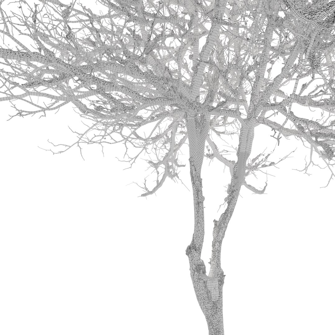 Winter Dogwood tree 3D model https://p.turbosquid.com/ts-thumb/KQ/gLX0l6/OE/preview5kjiu/jpg/1748315743/1920x1080/fit_q87/3b4b1086faec788c75c2bc43f0cf9ddb242c412b/preview5kjiu.jpg