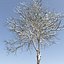 Winter Dogwood tree