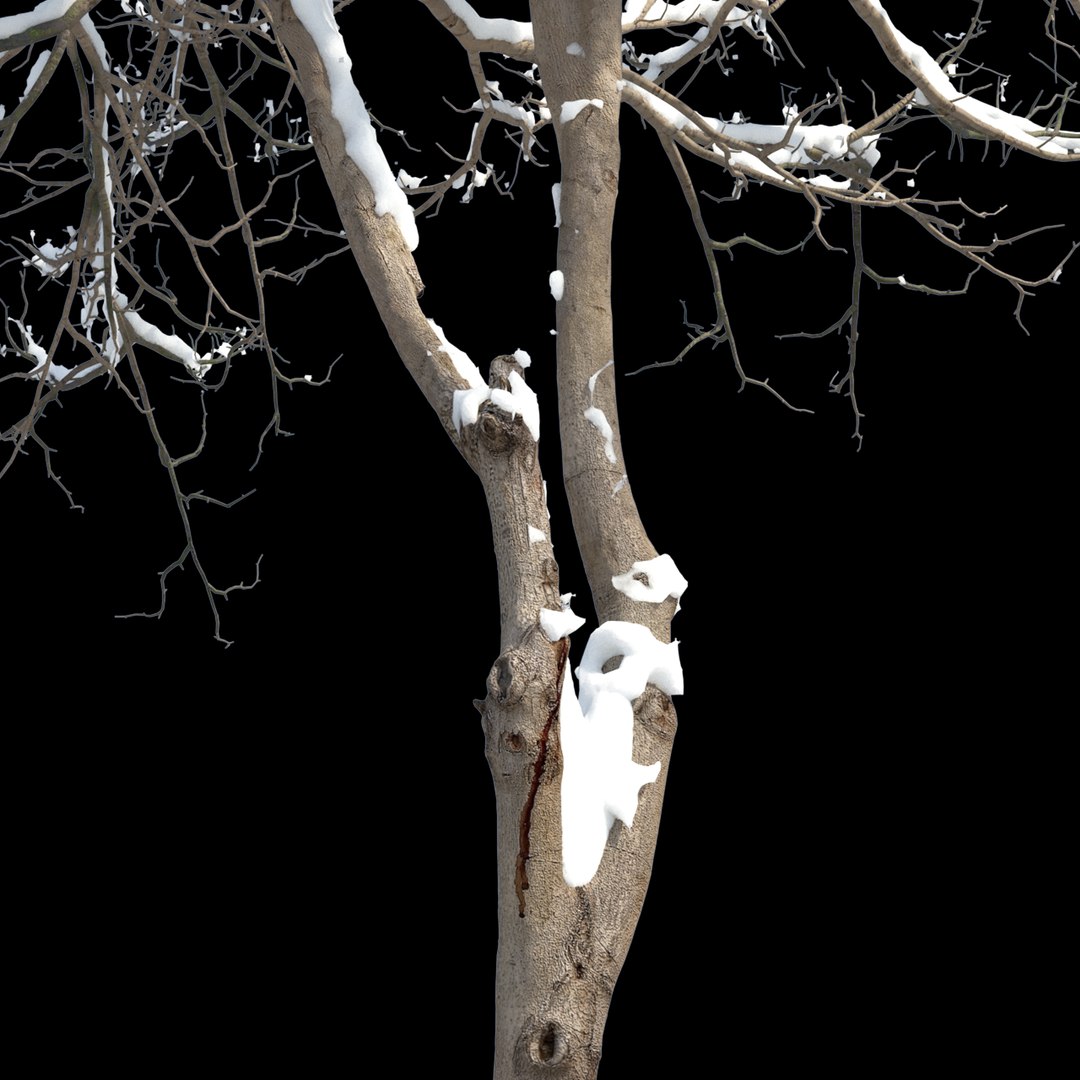 Winter Dogwood tree 3D model https://p.turbosquid.com/ts-thumb/KQ/gLX0l6/R3/preview7kjiu/jpg/1748315745/1920x1080/fit_q87/feabbd6f82b184e287d4d27f85672d3c3f202bfc/preview7kjiu.jpg