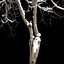 Winter Dogwood tree