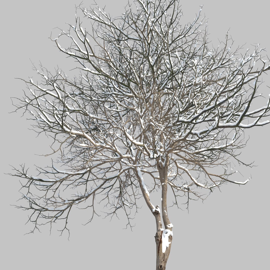 Winter Dogwood tree 3D model https://p.turbosquid.com/ts-thumb/KQ/gLX0l6/aA/preview4kjiu/jpg/1748315741/1920x1080/fit_q87/d27adfc6e59ea4f7d0a6f8612ce3edcd544ca17b/preview4kjiu.jpg