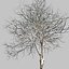 Winter Dogwood tree