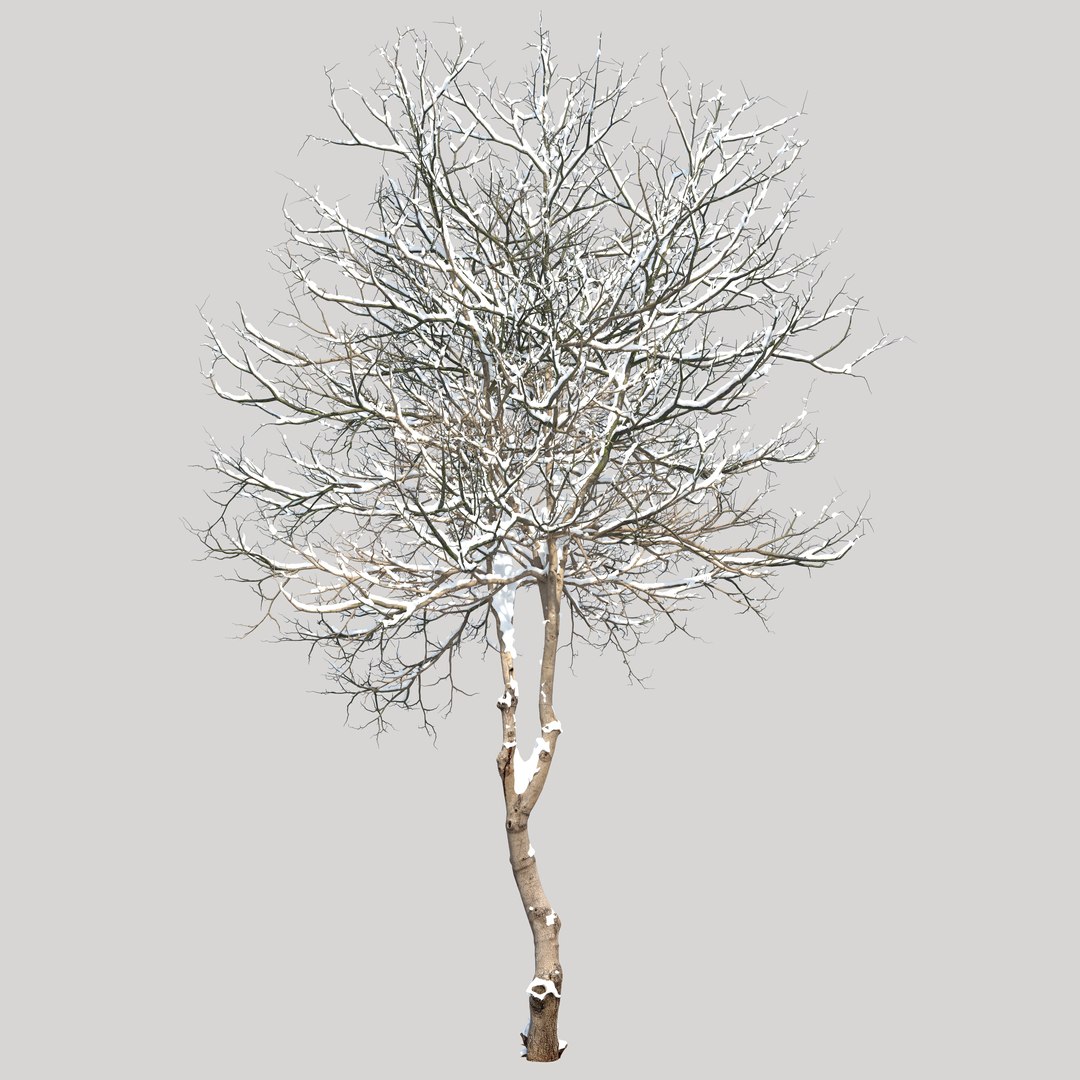Winter Dogwood tree 3D model https://p.turbosquid.com/ts-thumb/KQ/gLX0l6/l7/preview2kjiu/jpg/1748315741/1920x1080/fit_q87/5d0b1b72d8455f7c5c620528683084a02fb735da/preview2kjiu.jpg