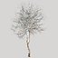 Winter Dogwood tree