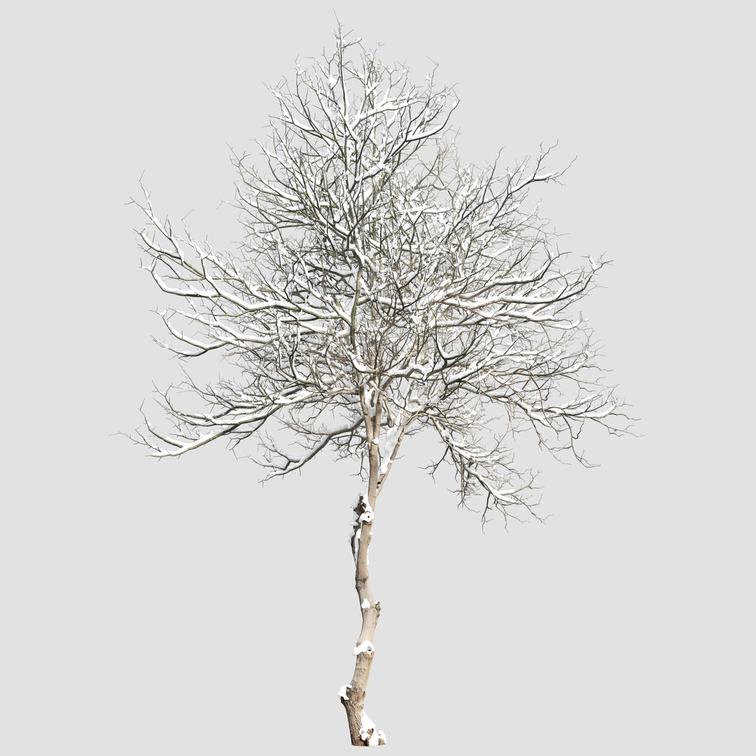 Winter Dogwood tree 3D model https://p.turbosquid.com/ts-thumb/KQ/gLX0l6/na/preview3kjiu/jpg/1748315743/1920x1080/fit_q87/7c05a428cead843dfe93a6f8c06b1db24c10c839/preview3kjiu.jpg