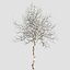 Winter Dogwood tree