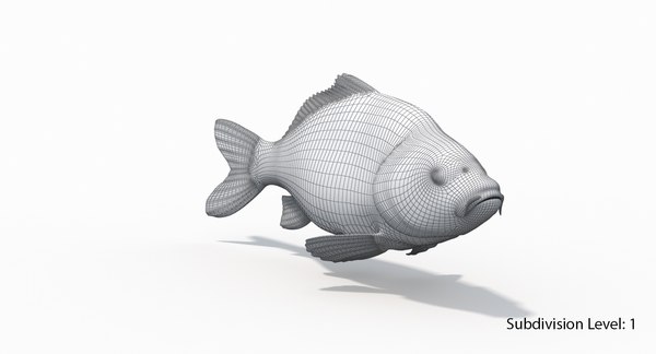 3D european carp animation - TurboSquid 1327226