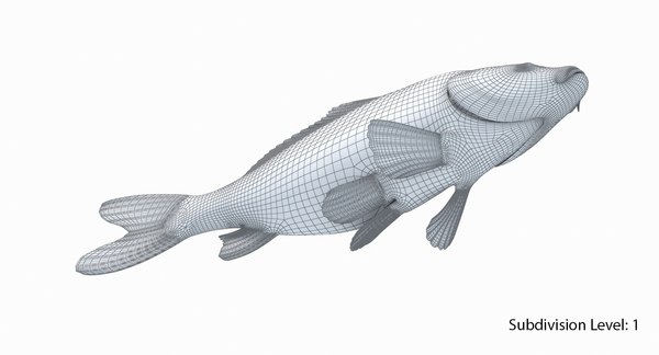 3D european carp animation - TurboSquid 1327226