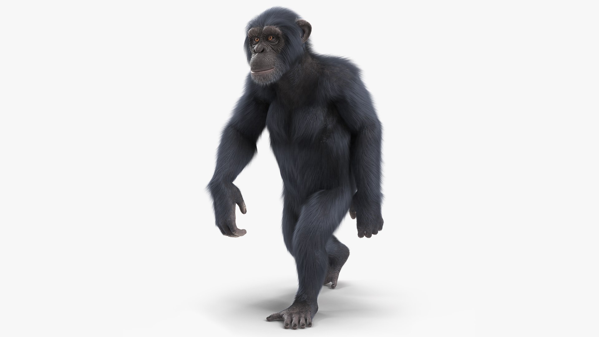 Animated Chimpanzee Walking Dark Skin Fur Rigged 3D model preview