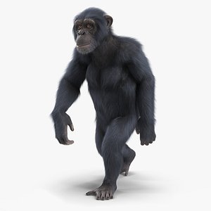 Animated Chimpanzee Walking Dark Skin Fur Rigged