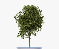 rowan-tree young 2 seasons