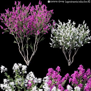3D Lagerstroemia indica 03