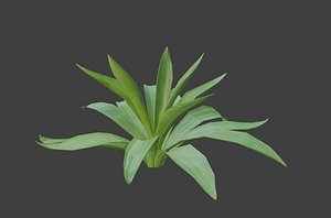 agave plant nature 3D model