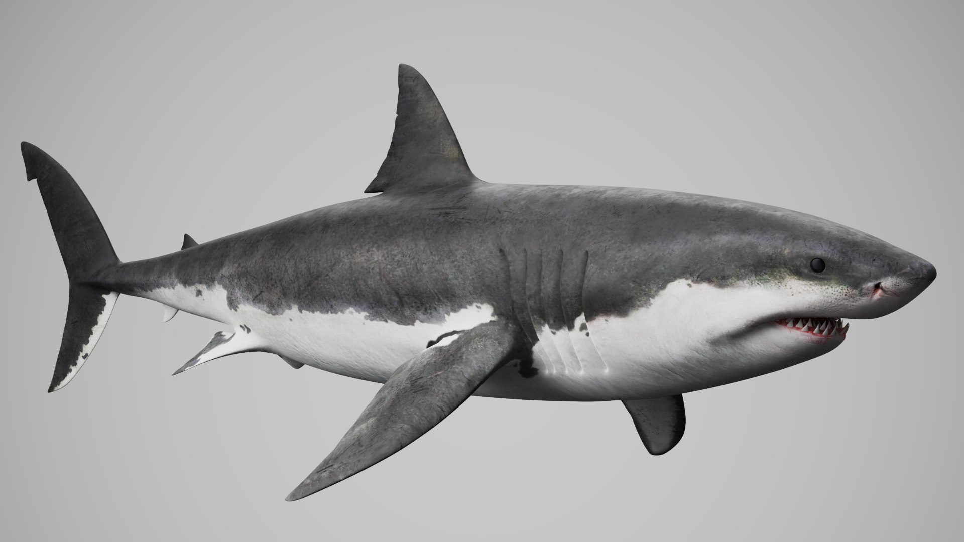 3D Great White Shark Rigged in Blender - TurboSquid 2009419