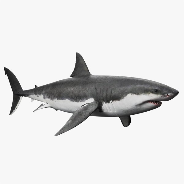 Great White Shark 3D model