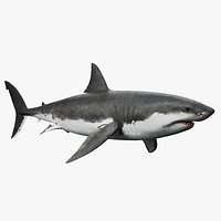 Great White Shark