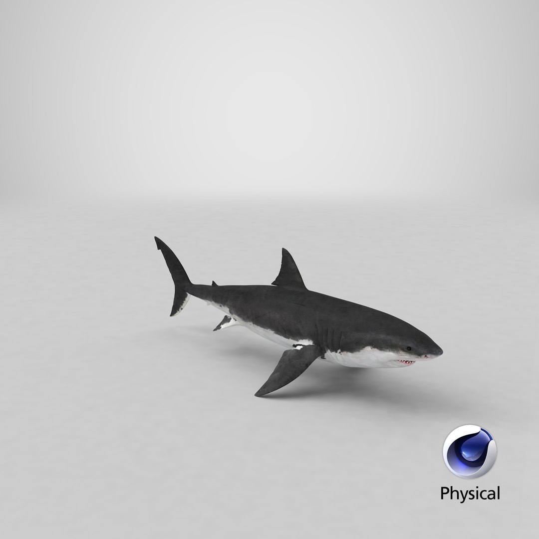 Great White Shark 3D model https://p.turbosquid.com/ts-thumb/KQ/sd7NHm/MA/stemcell_cinema_4d_physical_render/png/1619465894/1920x1080/fit_q87/561c492c7926f929dc63a2eb8621243645820135/stemcell_cinema_4d_physical_render.jpg