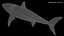 Great White Shark