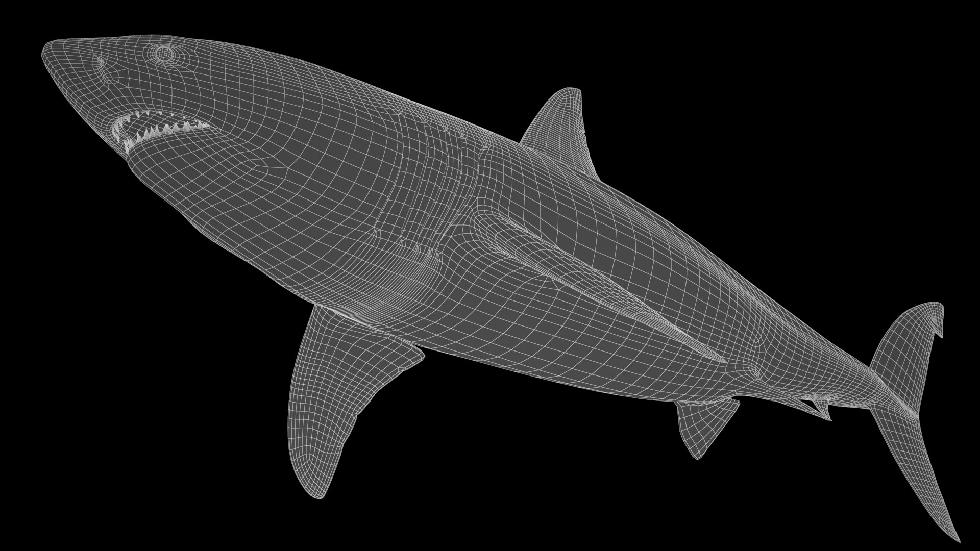 Great White Shark 3D model https://p.turbosquid.com/ts-thumb/KQ/sd7NHm/NC/great_white_shark_wire_04/jpg/1618095118/1920x1080/fit_q87/7e3c54ba9a8508615c303af187c33c501ed0cf18/great_white_shark_wire_04.jpg