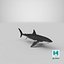 Great White Shark