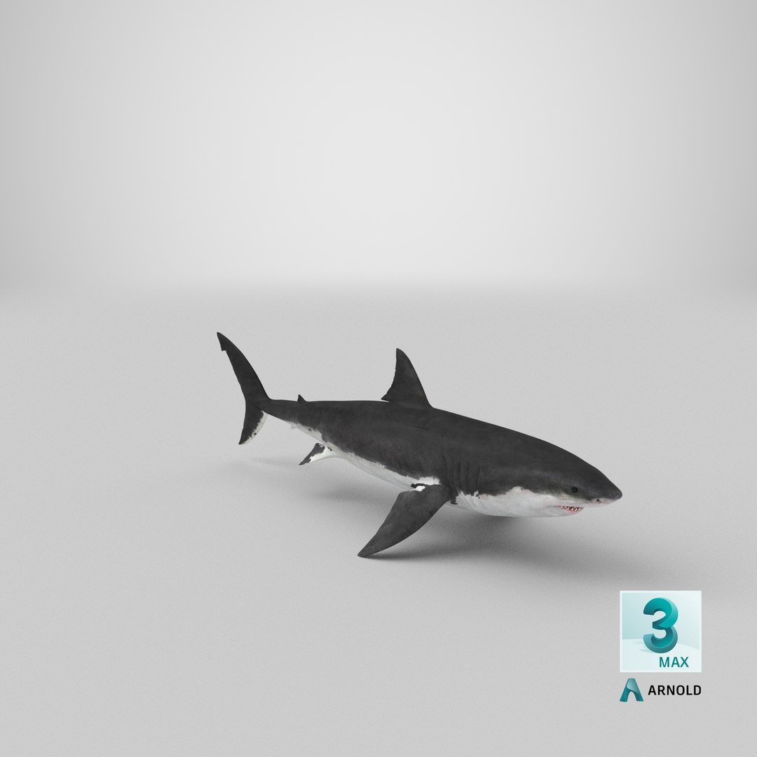 Great White Shark 3D model https://p.turbosquid.com/ts-thumb/KQ/sd7NHm/QG/stemcell_max_arnold_render/png/1619465897/1920x1080/fit_q87/e5a9f7cb9c5b1da4910d0a167f3a6c58cbc46d30/stemcell_max_arnold_render.jpg