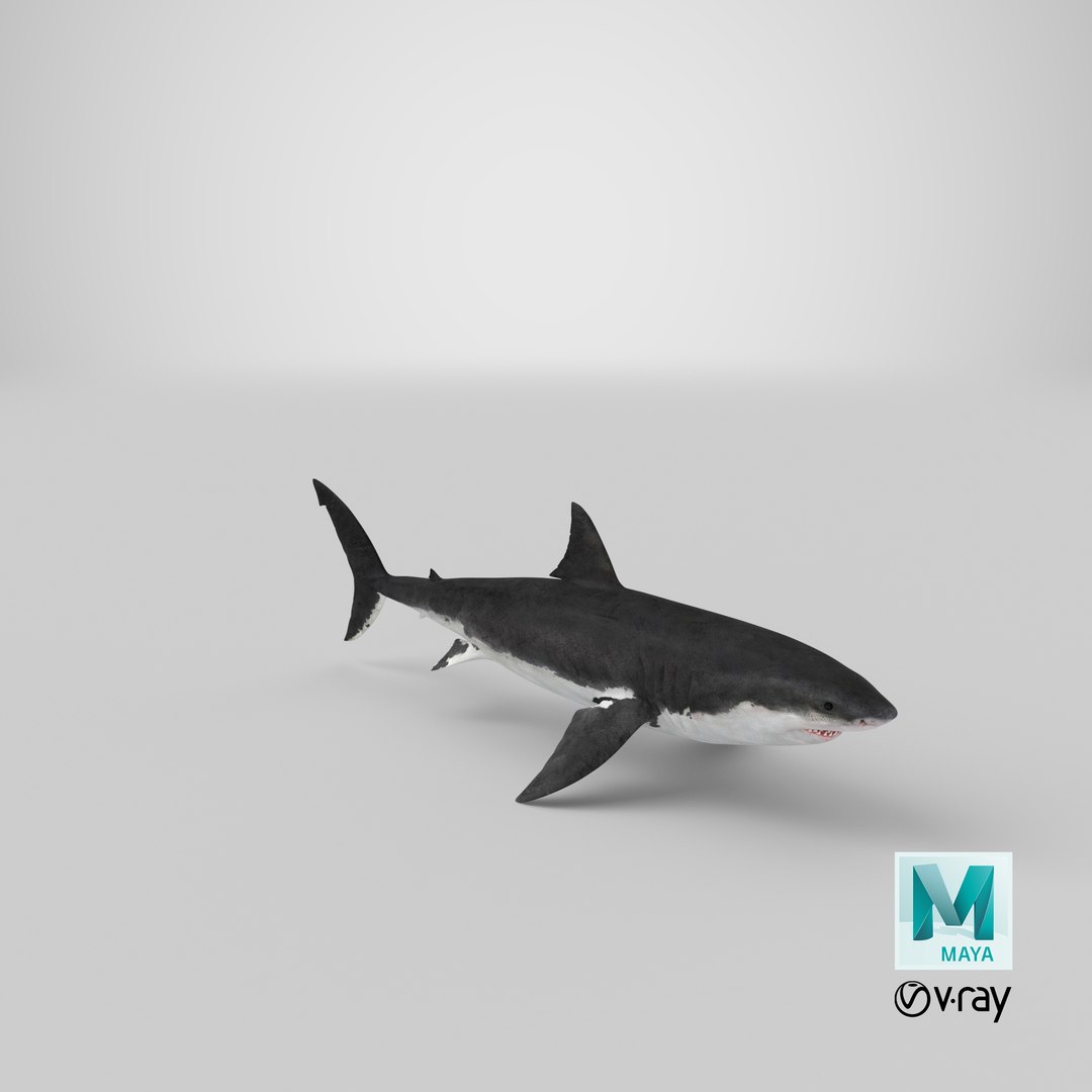 Great White Shark 3D model https://p.turbosquid.com/ts-thumb/KQ/sd7NHm/TU/stemcell_maya_vray_render/png/1619465902/1920x1080/fit_q87/b9cdc77f16d171342a2e7eee7f6f0fa20a53a7b8/stemcell_maya_vray_render.jpg