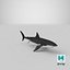 Great White Shark