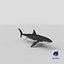 Great White Shark